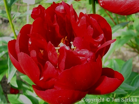 Paeonia 'Buckeye Belle', hybridipioni